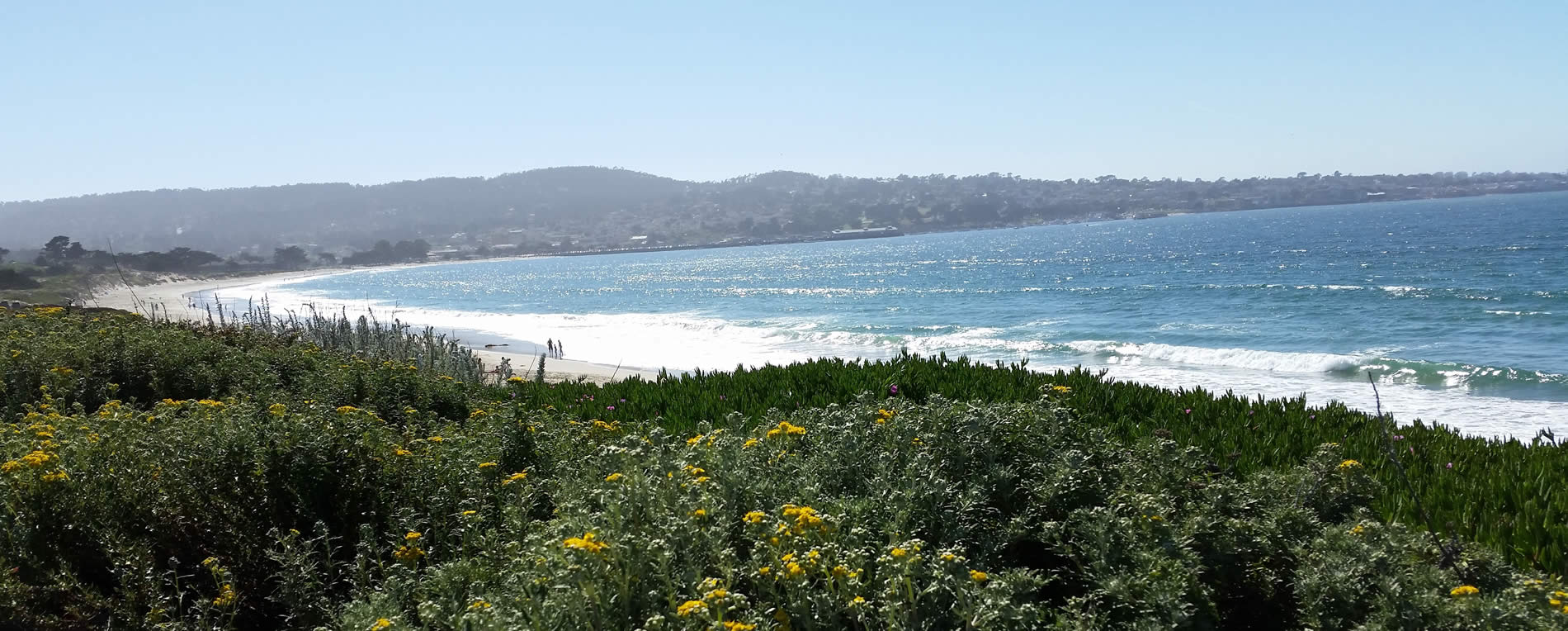 monterey bay with flowers on bluff